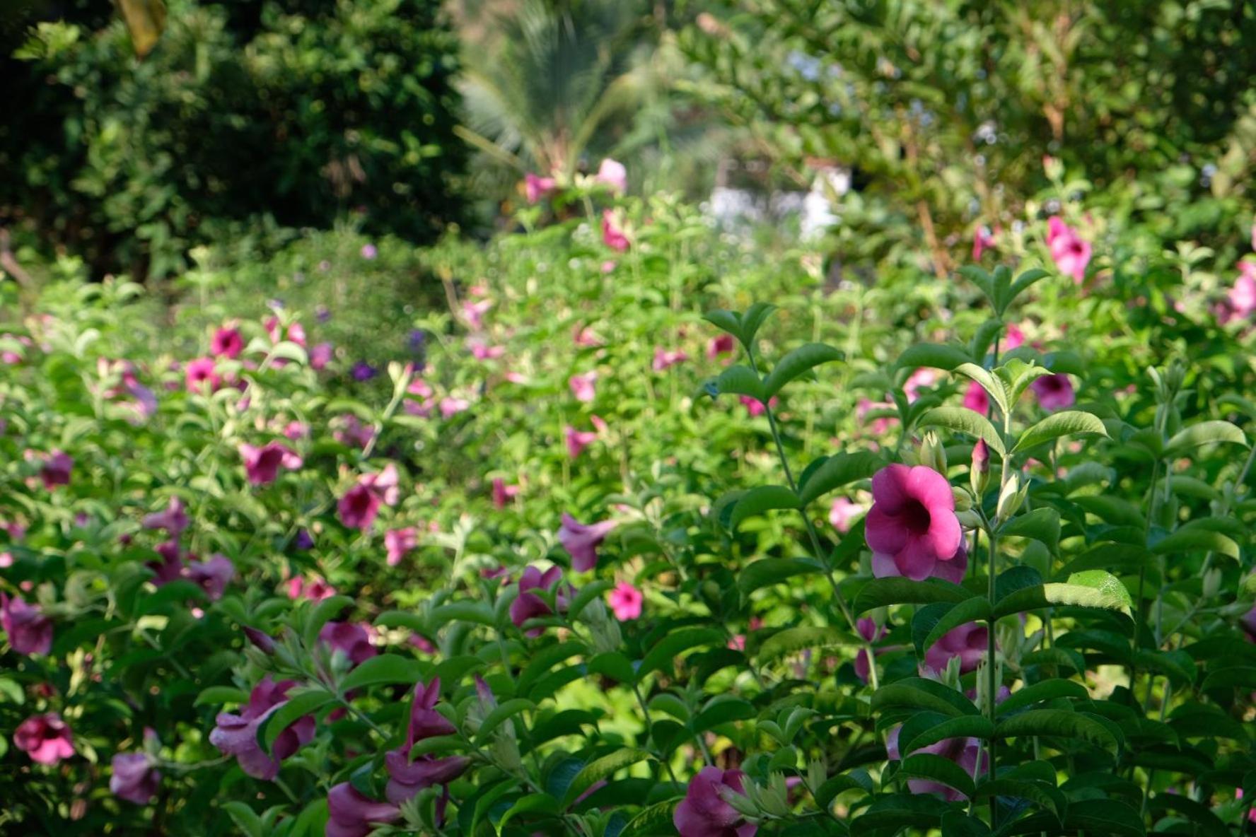 Bungalow - Farmstay Hoa Rung U Minh Cà Mau Kültér fotó